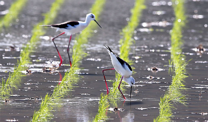 Black-Winged Stilt_3_inside3.jpg